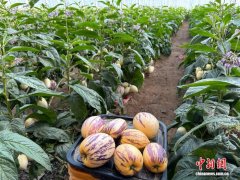 “中国人参果之乡”甘肃民勤迎产销旺季 “沙漠金果”直达粤港澳大湾区